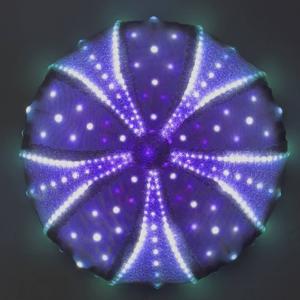 Enlighted Echinoderm